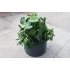 Planter Universe