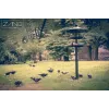 Bird feeder
